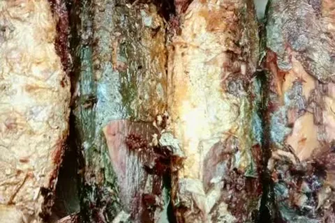 Ikan Rebus Goreng Kelantan