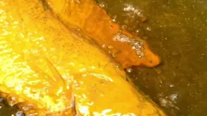 Siakap masak pedas ala Thai dengan kuah cili boh, sos tiram, dan limau purut.