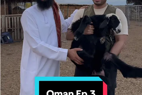 Kambing Shuwa Oman